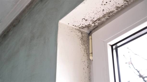 Best Mold Damage Repair  in Stigler, OK