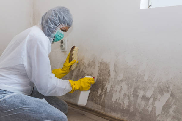 Best Emergency Mold Removal  in Stigler, OK