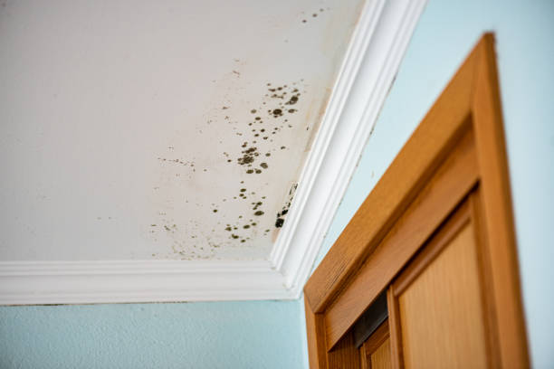 Best Toxic Mold Removal  in Stigler, OK