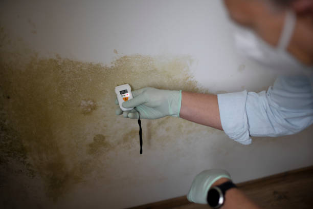 Best Toxic Mold Removal  in Stigler, OK