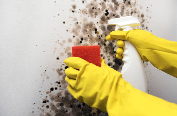 Best Home Mold Removal  in Stigler, OK