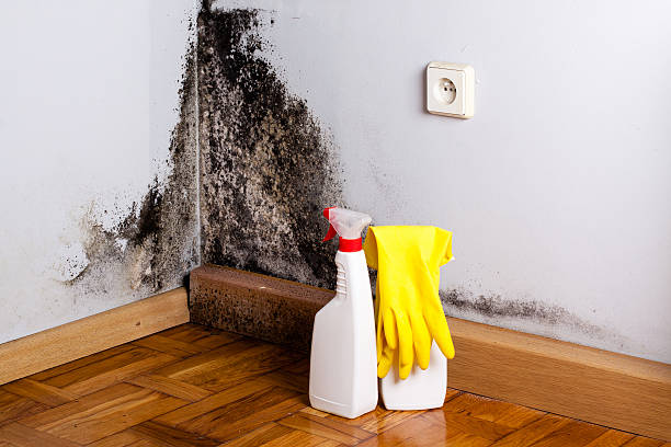 Best Mold Testing  in Stigler, OK