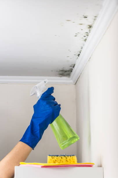 Best Attic Mold Removal  in Stigler, OK